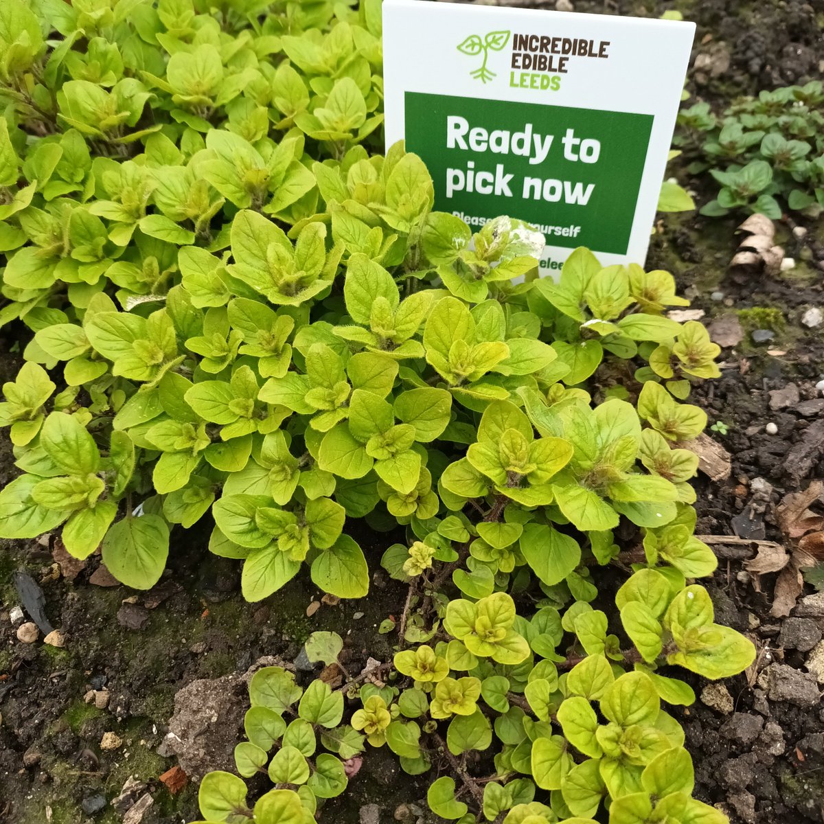 EdibleMorley's tweet photo. First outing for our new pull-up banner! We planted strawberries and had a good tidy up. Lots of herbs ready to use. Looking forward to our seed/plant swap on 20th April at Churwell woods 🌱
#incredibleedibleleeds #growyourown https://t.co/RjjI3Egcz7