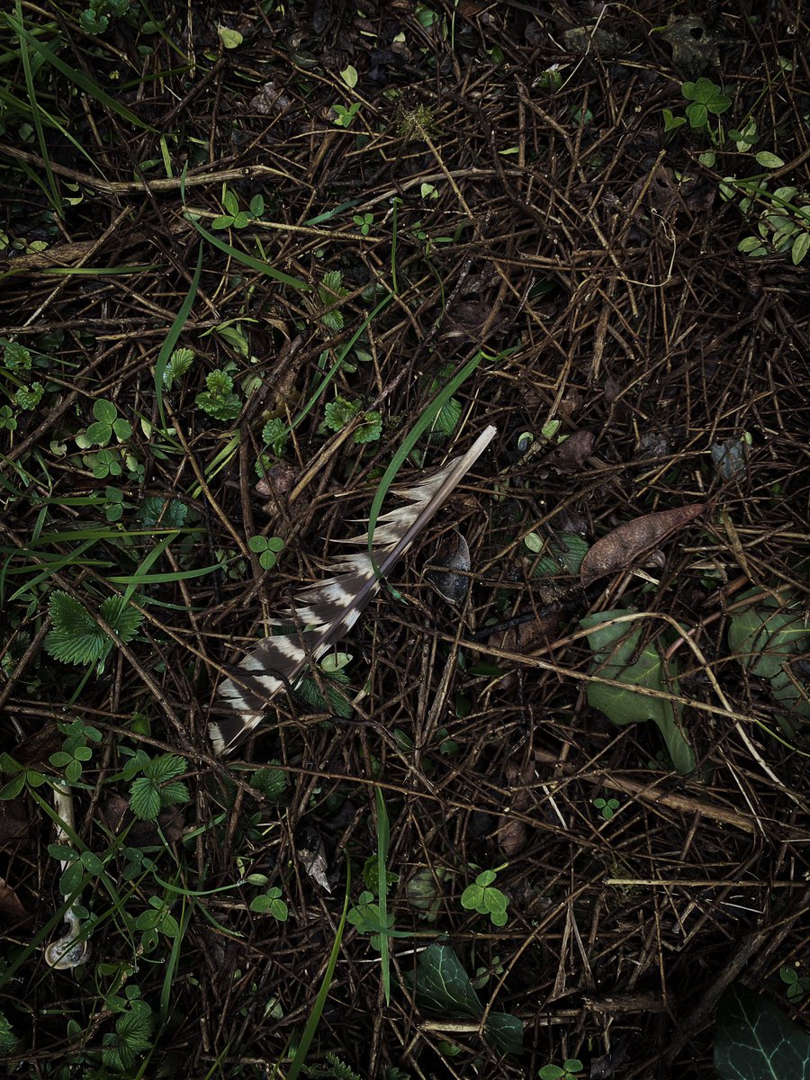 HollyOakLife's tweet image. #februarygarden 2月末ミラベルの木にお花が咲き始めました(*´꒳`*)そして雉の羽根と枯れた植物の間から生き生きと出て来てくれた水仙さんたち♡ #frenchcountryliving #countrylife #daffodils #mirabelle #ミラベルの木 #2月の庭 #フランス生活 #田舎暮らし #雉の羽根 #フランス #水仙