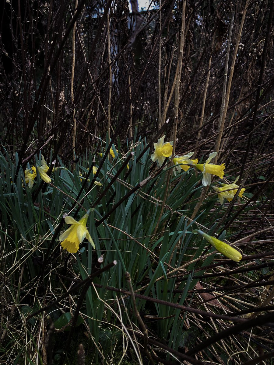 HollyOakLife's tweet image. #februarygarden 2月末ミラベルの木にお花が咲き始めました(*´꒳`*)そして雉の羽根と枯れた植物の間から生き生きと出て来てくれた水仙さんたち♡ #frenchcountryliving #countrylife #daffodils #mirabelle #ミラベルの木 #2月の庭 #フランス生活 #田舎暮らし #雉の羽根 #フランス #水仙