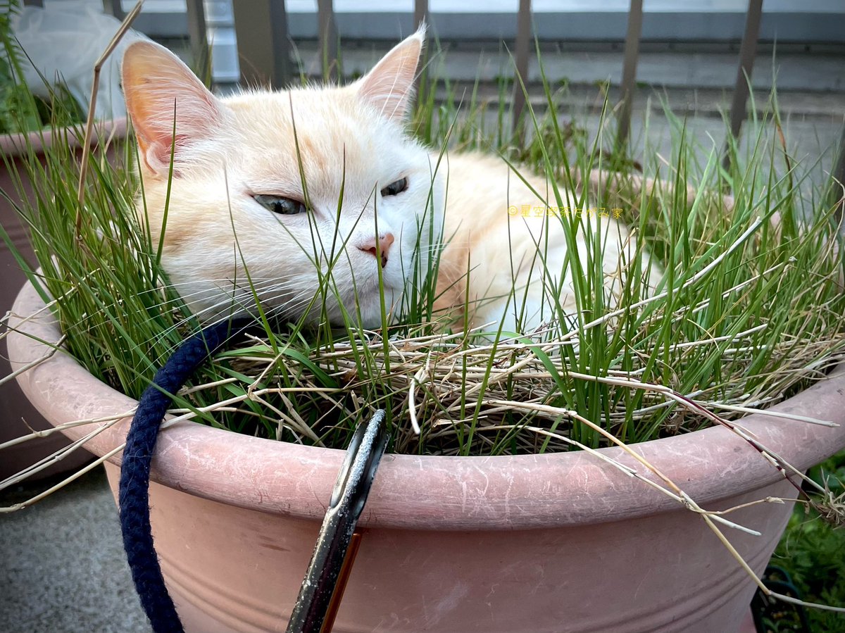 たがみさん家の晩ごはん

・つばめグリルのハンブルグステーキ
・野菜もりもりサラダ
・ご飯にじゃこ
・麦茶

東京駅で買ってきてもらったハンバ〜グ〜‼︎

おぼっちゃま、久しぶりに草の大鉢に入って食べたあと、出ようかどうか迷って固まってました。そして鉢と同化🌿