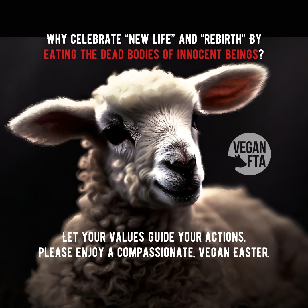 Does it make sense to celebrate “new life” with so much unnecessary death? 🤔💭 You do not have to eat lambs, or any other animal. 🐑 Extend your compassion. Go vegan. 💚 👉 Help Take Action for Animals: veganfta.com/take-action #lamb #sheep #easter #vegan #animalrights