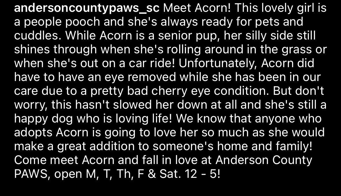 #AdoptDontShop 
🐶 Acorn 🌼
#AndersonCounty #SouthCarolina
Please share this #seniordog puppy to help her find a forever home 🏡♥️ this #easter2024 🐣🌷 More info on post below. 24Petconnect.com/DetailsMain/PP… #k9hour #rehomehour