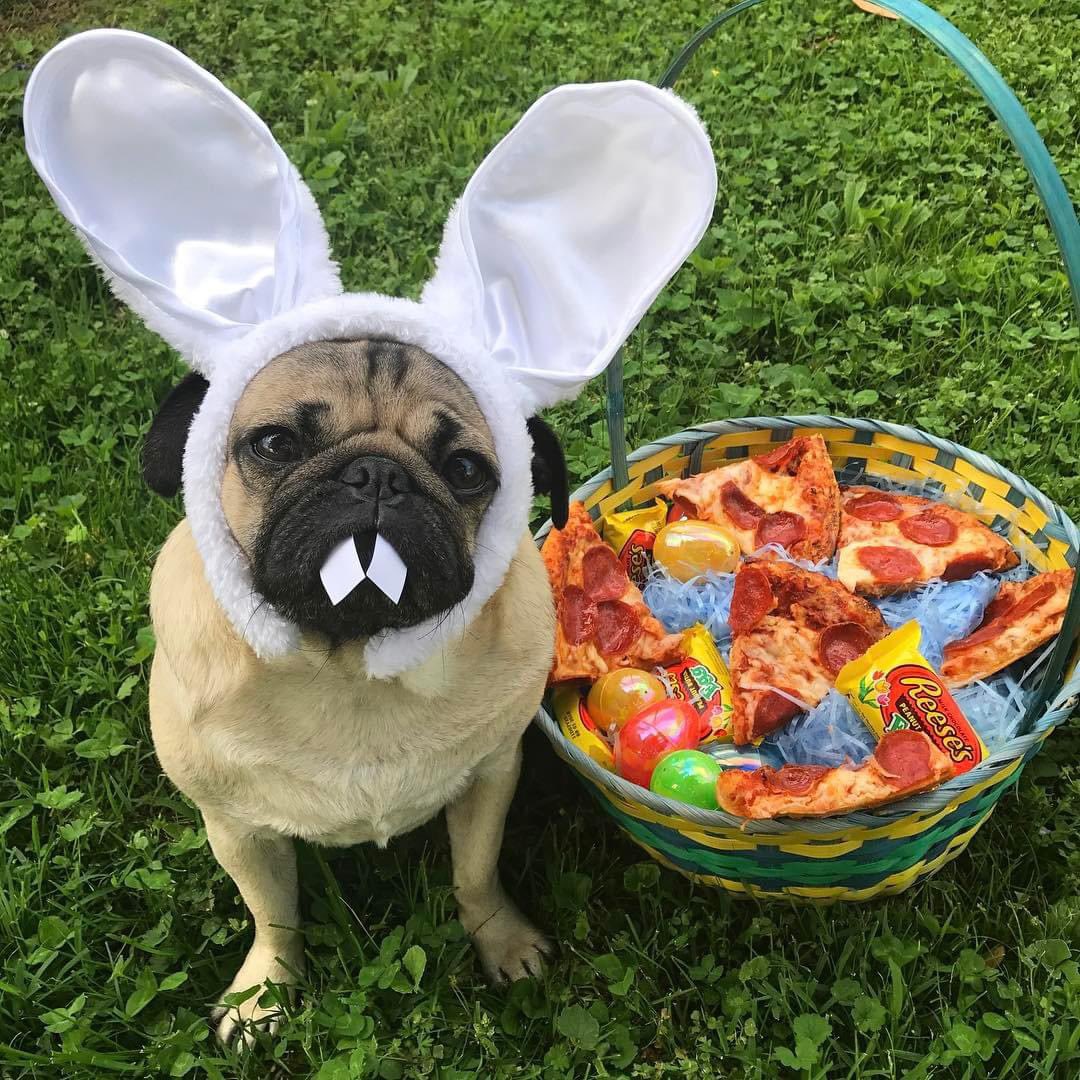 The Easter Puggy says Happy Easter!! 🐣🌸🐶