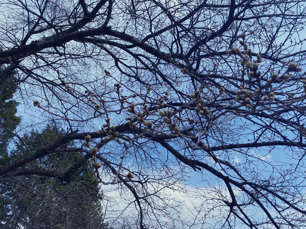 nagano_space_'s tweet photo. ちなみに、宮田村の桜はつぼみがふくらみ始めていました🌸

いつお花見できるのかなー！ https://t.co/RGwajbJo2T