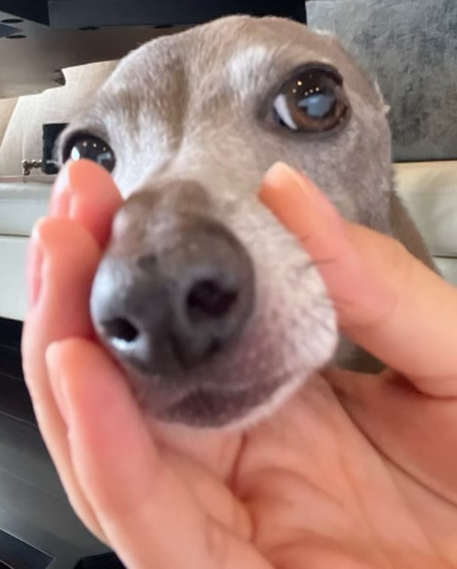 My little Cooper, barking please. Why you so quite?