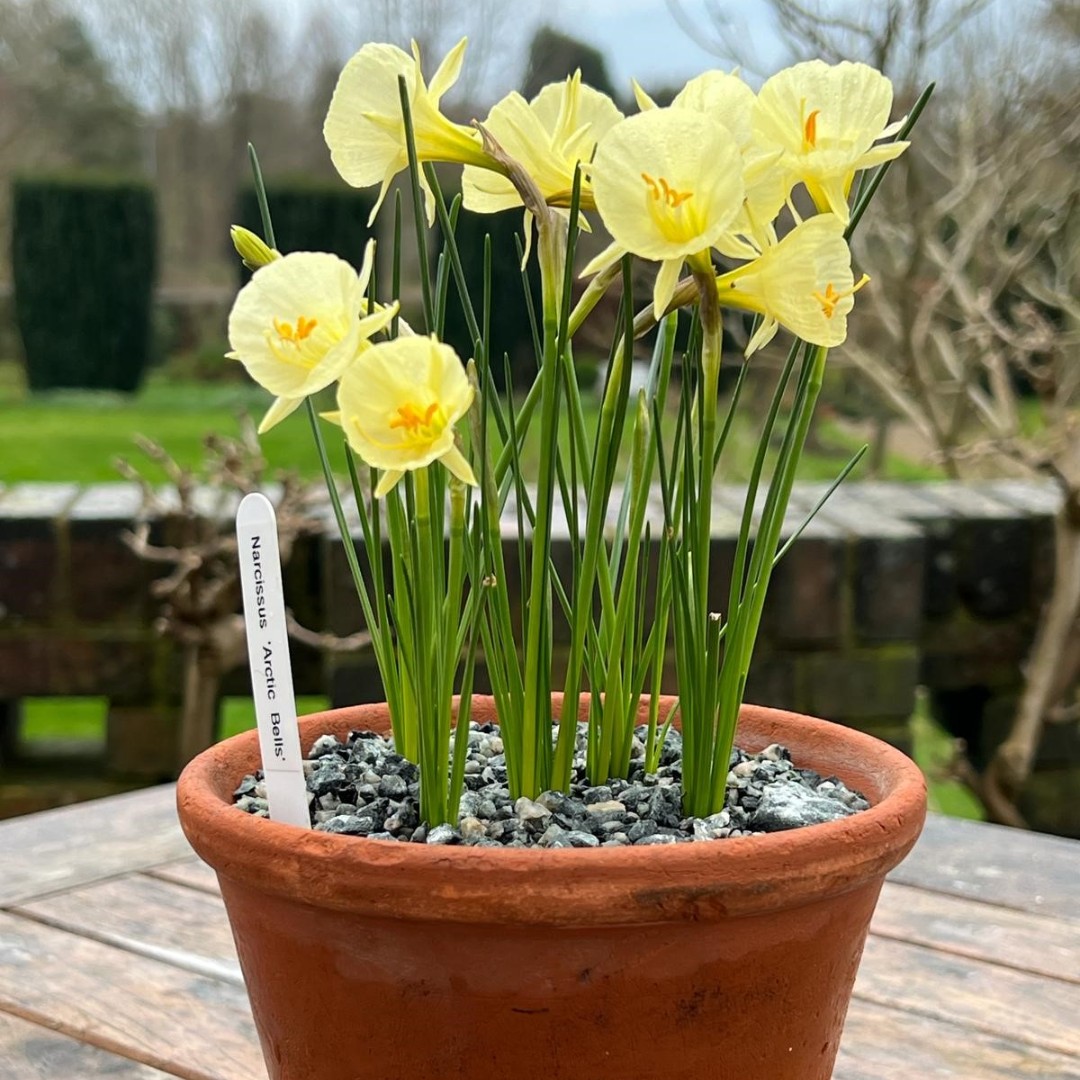 Wishing everybody a happy Easter! 🐣 With March drawing to a close, enjoy a glimpse into the evolving beauty of our garden as Winter frost gives way to Spring blossoms. #WinterbourneGarden #UniversityOfBirmingham #Spring #March #Easter #BotanicalGarden