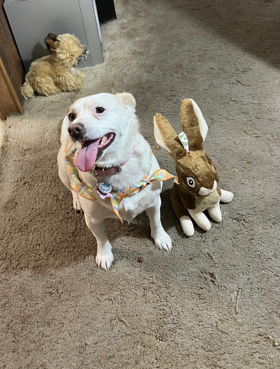 JanetRoberts8's tweet photo. @1mragal Happy Easter to you and Piccolina from me and Anna. https://t.co/rmj5SbETyX