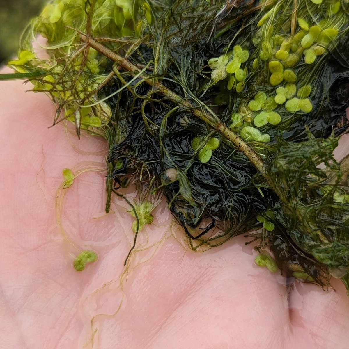 Hard to spot in this photo, but there's newt eggs in the pond! Happy Easter!