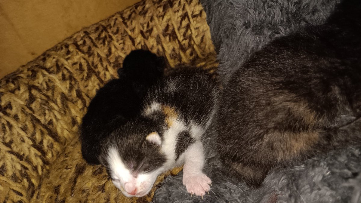 We are looking for a foster for three newborn kittens WITH their mom. Mom is very shy but not feral. If you have a spare bathroom, office, quiet corner of a bedroom, we will supply everything else. Mom will do the hard work, you just give her a safe space. Elkton, MD < 1 hr away