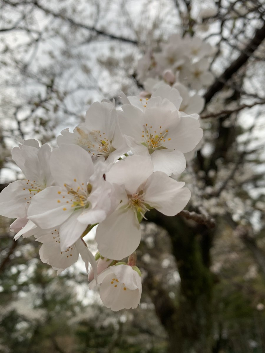 来週あたり満開かな

今年度もお疲れ様でした🌸