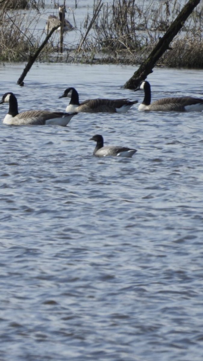 Decent morning over Maw Green Tip @FlashesSandbach 1st willow warbler of the year plus couple of nice redpoll and 2 singing Blackcap. Quick dash back to Railway Flash after @AndrewFirth8 found a dark-bellied Brent goose which is a patch ✔️ for me. Good find mate