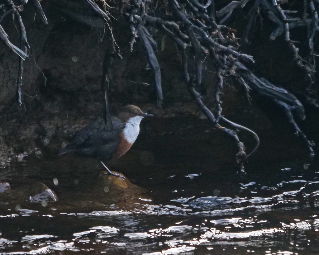 A few Wheatear about and a single Ring Ouzel, with a Dipper up the Burn