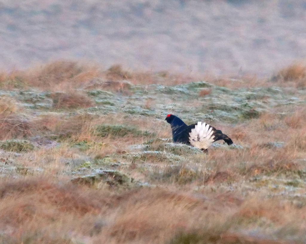 Up on to the moors first thing this morning, nice to see three Black Grouse at a small Lek