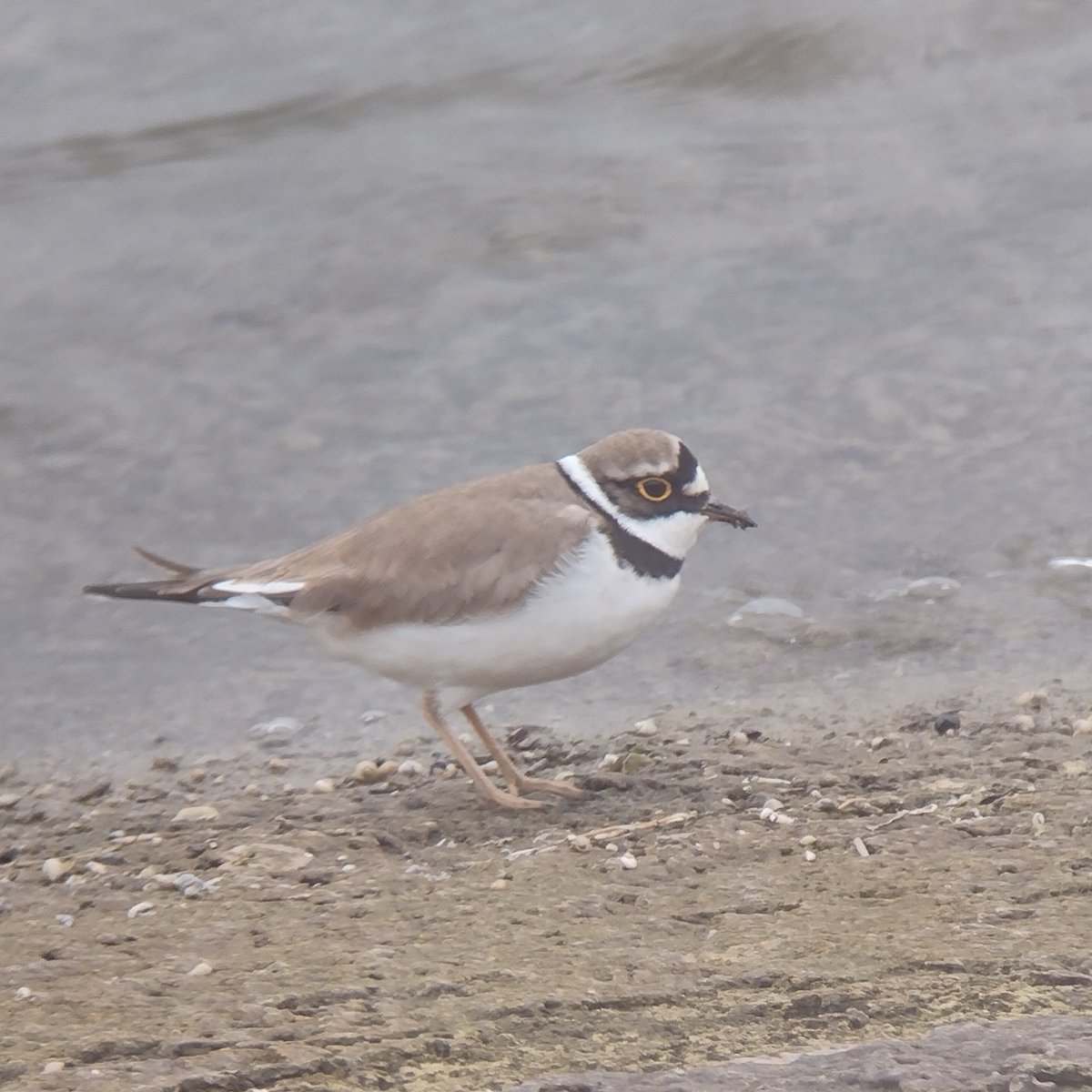 Nice to see 8 Little Ringed Plovers at Grafham Water today. Also a Yellow Wagtail and a White Wagtail