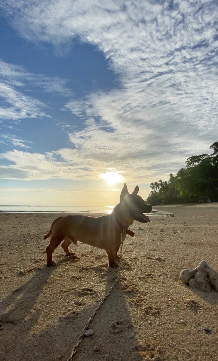 PatoAko's tweet photo. Golden Hour strolls with my mutts: simple joys, endless love.🐕🐾🐶❤️🏖️🌅 

📍Tiny Hauz Sunset https://t.co/JCOO7gkWMg