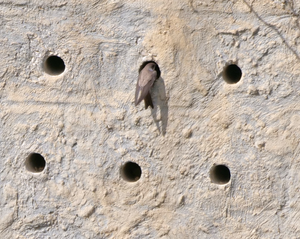 A pair of Sand Martins checking out the Sand Martin bank at Washington WWT this afternoon @WWTWashington