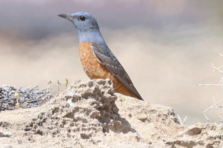 barry sample (@bazsample7) on Twitter photo Rock Thrush just north of the Helios Bat Hotel this afternoon #cyprusbirds <a href="/birdsaroundcy/">BirdsAroundCyprus</a> Rock Thrush just north of the Helios Bat Hotel this afternoon #cyprusbirds <a href="/birdsaroundcy/">BirdsAroundCyprus</a>