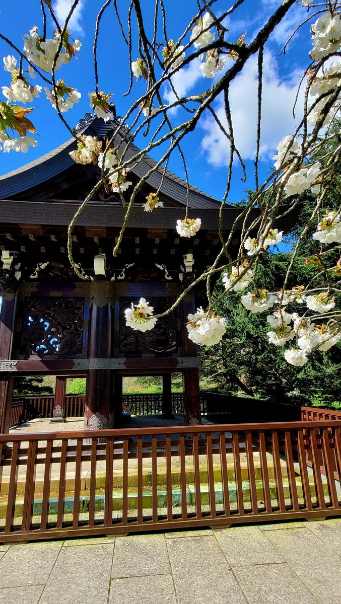 KlareWilliams's tweet photo. #Saturday #SpringAtKew #KewGardens #Blossom #Spring #photography #Flowers #BlueSky https://t.co/0cEns5BGmD