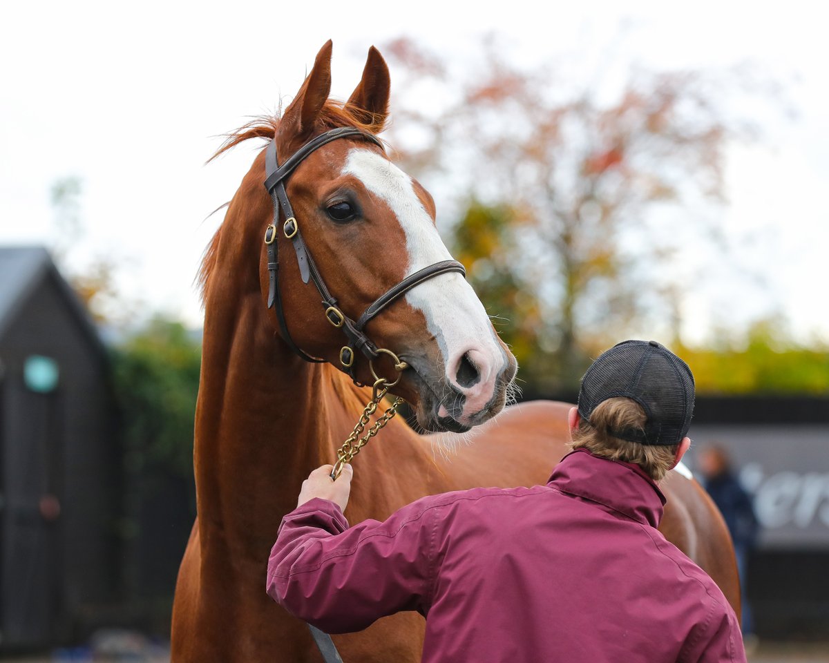 TattsCheltenham's tweet photo. New hurdles WINNER ⭐️

P2P & bumper winner Rath Gaul Boy breaks his hurdling maiden in the opener  @Fairyhouse for trainer Willie Mullins, by an easy 1️⃣2️⃣ lengths

#CheltenhamNovember 2021
@mickgoff5 ➡️ @HaroldKirk_  / @WillieMullinsNH