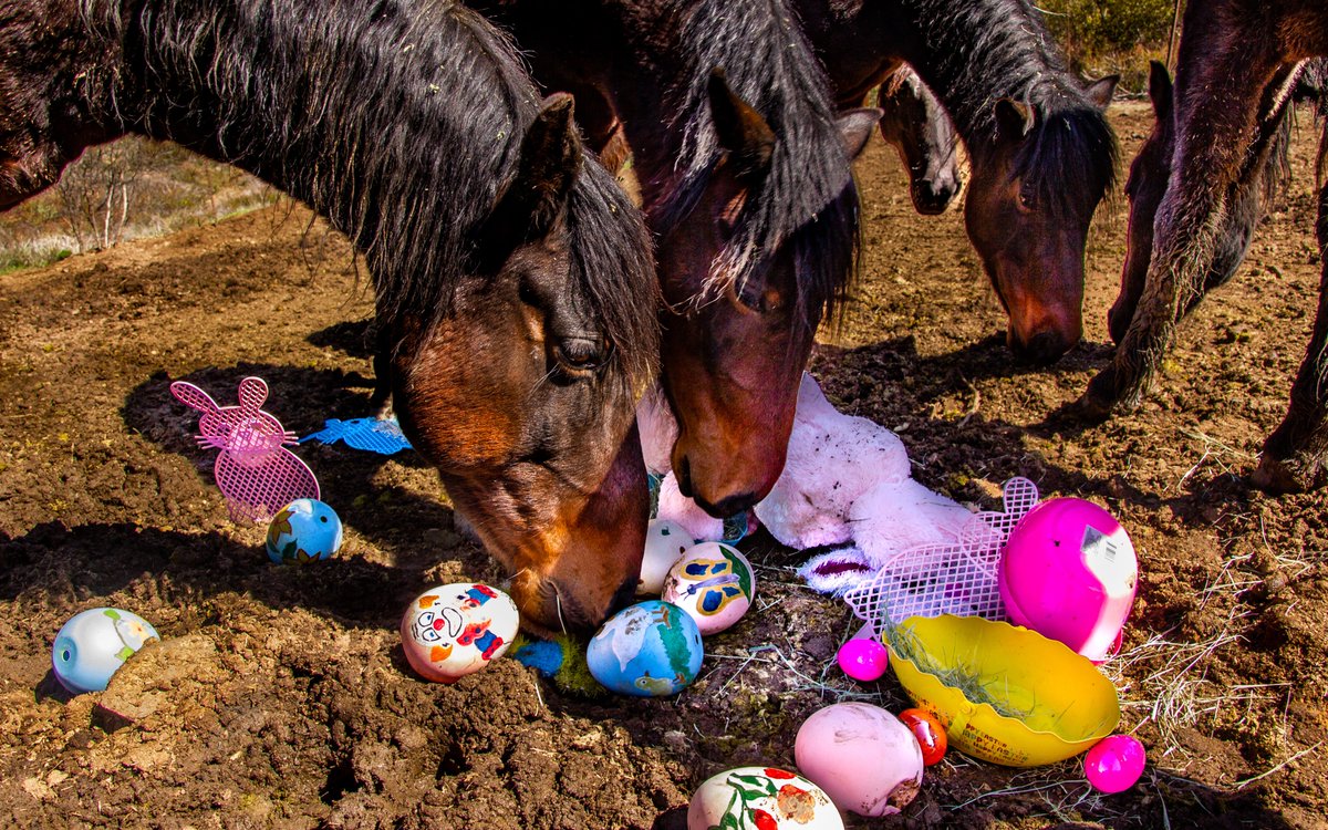 The work that you support through DDAF is about hope, hope for a better, kinder world for animals. Thank you for providing hope and new lives for so many animals through your generosity. The mustangs at @HorsesTirNaNog wish you a Happy Easter.