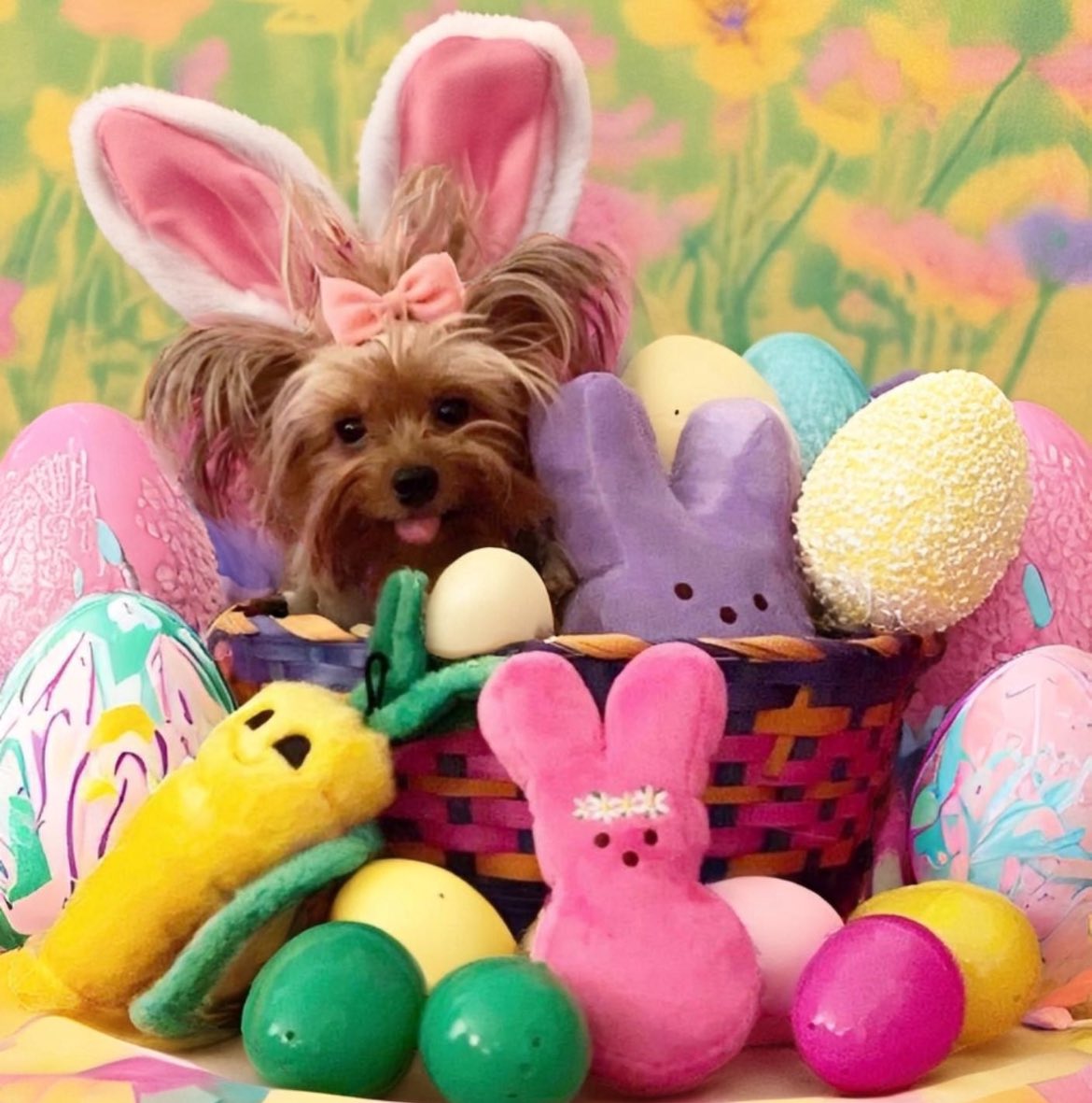 Happy Easter 🐰 Hope you all have a wonderful day #Easter #easter2024 #HappyEaster #EasterSunday #love #cute #DogsOfTwitter #DogsOnTwitter #dogsarefamily