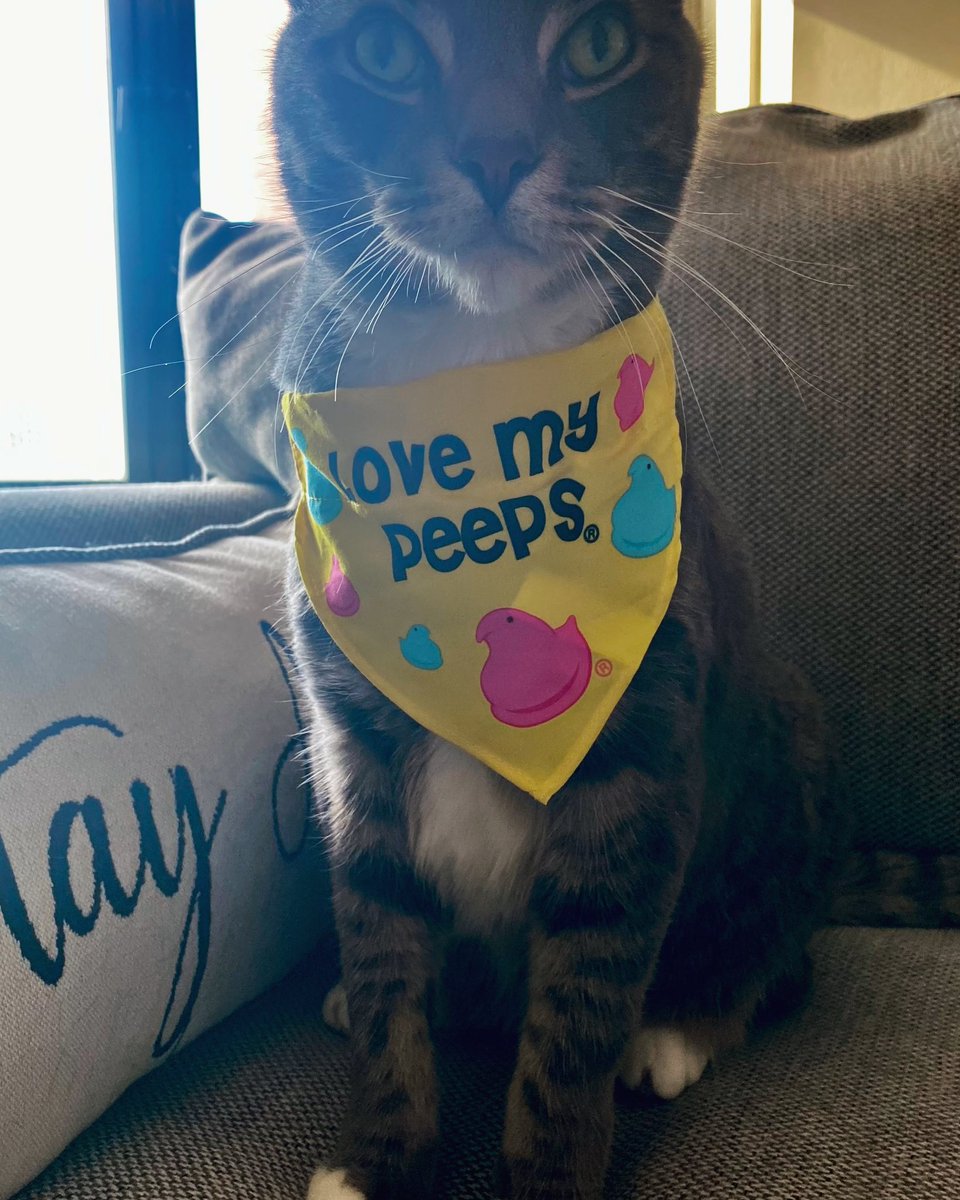 RoccoTheTiger's tweet photo. Happy Easter! 😼🐰🐣#CatsofTwittter #happyeaster2024 https://t.co/6hx96YuC6D