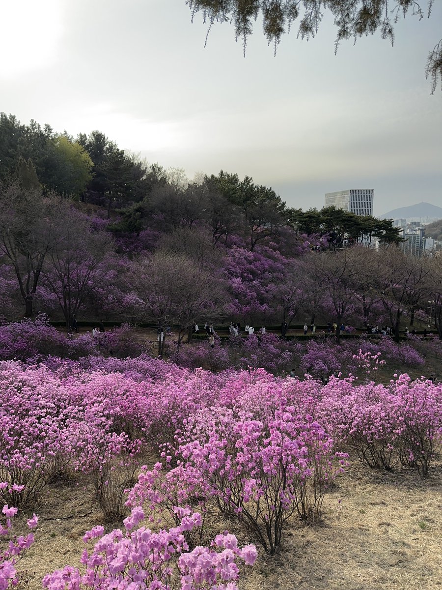 fluffyfairyb's tweet photo. อากาศอุ่นขึ้น  แต่พ็อดกดไม่บานสักที🌸 🥹
ใครรอดอกพ็อดกดบานไม่ไหว อยากถ่ายรูปกับดอกไม้อื่นรอ แนะนำดอกอาซาเลียหรือดอกชินดัลแลคร้า 
ช่วงนี้กำลังบานสวยมากเลย 💗

📍 부천 원미산 진달래동산
🚈 สถานี Bucheon Stadium  부천종합운동장역  ทางออก 2 เดินตามป้ายไปเลยค่ะ

 #รีวิวเกาหลี https://t.co/NiW05LXEbv
