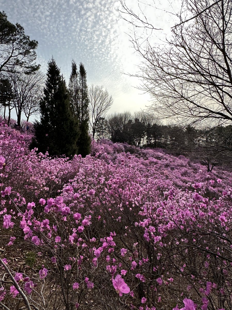 fluffyfairyb's tweet photo. อากาศอุ่นขึ้น  แต่พ็อดกดไม่บานสักที🌸 🥹
ใครรอดอกพ็อดกดบานไม่ไหว อยากถ่ายรูปกับดอกไม้อื่นรอ แนะนำดอกอาซาเลียหรือดอกชินดัลแลคร้า 
ช่วงนี้กำลังบานสวยมากเลย 💗

📍 부천 원미산 진달래동산
🚈 สถานี Bucheon Stadium  부천종합운동장역  ทางออก 2 เดินตามป้ายไปเลยค่ะ

 #รีวิวเกาหลี https://t.co/NiW05LXEbv
