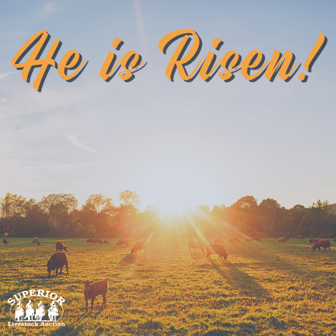 Happy Easter from Superior Livestock!