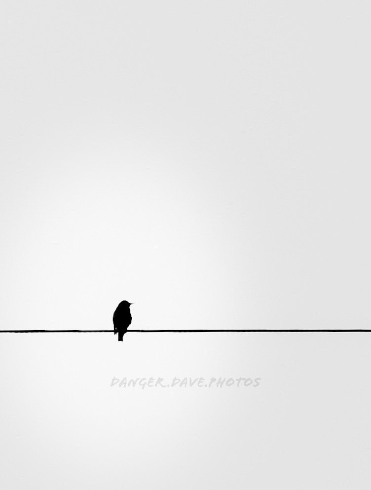 Week 13 Minimalism. Bird. Wire. Kansas @52frames 52 week challenge.
📸🐦🥹

#photography #kansas #52weekchallenge #happyeaster #minimalism #minimalismphotography #bnw #macmiller #blackandwhitephotography #birds #junctioncity #junctioncityks #explore