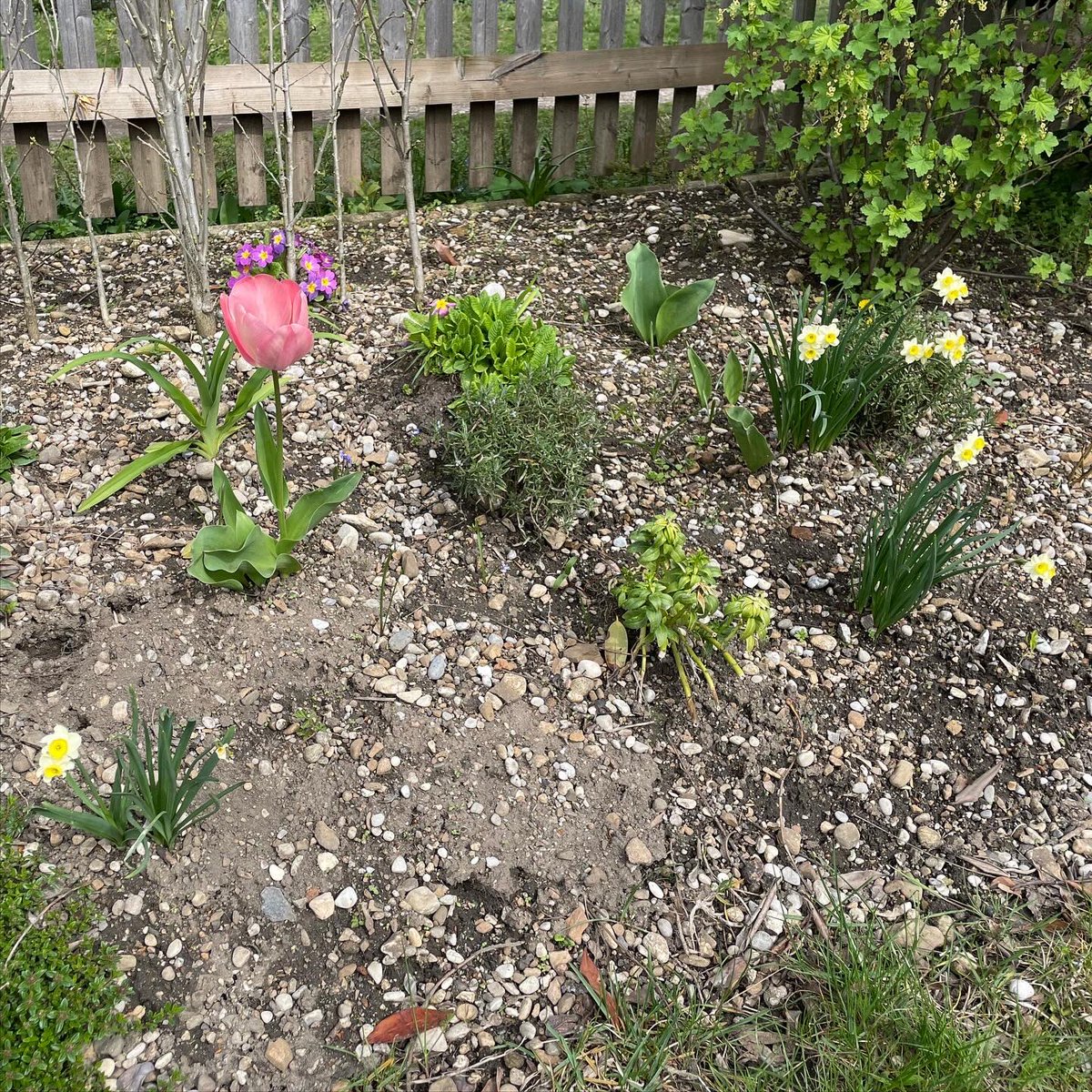 Frohe #Ostern! 🐰 Happy #Easter! 🐣 Joyeuses #Pâques! 🐇 ¡Feliz #Pascua! ☀️Buona Pasqua! ✝️
Liebe Grüße aus #Sendling mit #Osternest, #Osterfeuer, #Osterkerze und #Frühlingsblumen…
#München #Bayern #Frühling #Munich #Bavaria #Feiertag #Osterfest #FroheOstern #Freude