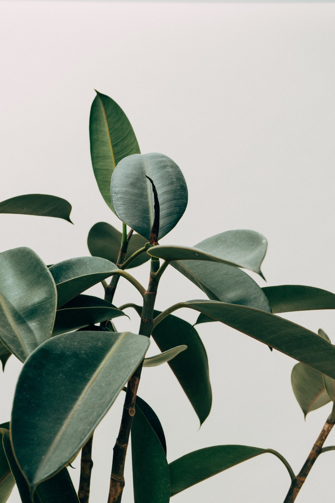 ForPlantsCo's tweet photo. Quick tips for healthier, faster-growing plants:
🪴 Sunlight: Cater to each plant's sunlight needs.
🪴 Nutrients: Use nutrient-rich soil and consider fertilizers.
🪴 Pruning: Regularly remove dead leaves.
🪴
#plants #forplants #forplantsco #greenthumb #plantsofinstagram https://t.co/9v7XgF1Yfo