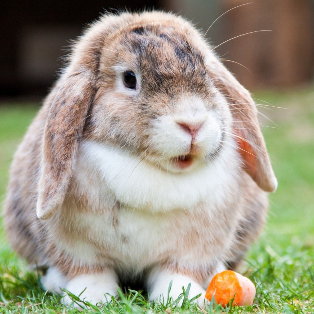 For those celebrating Easter, we hope your day is full of love. ​#empowerfcu #happyeaster