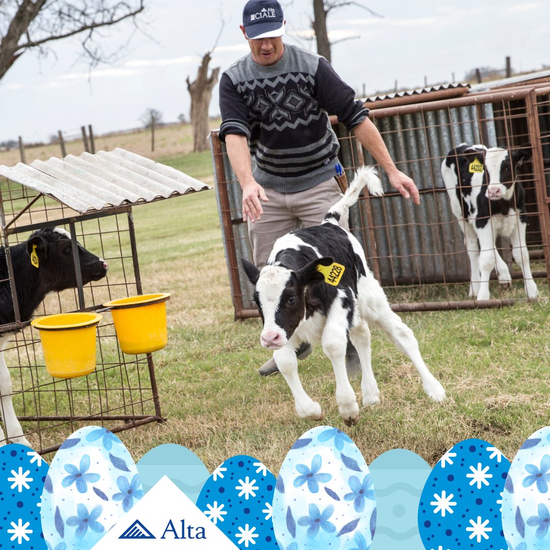 Hoping this Easter puts a little spring in your step! Happy Easter!

#altagenetics #altatrueblue #easter