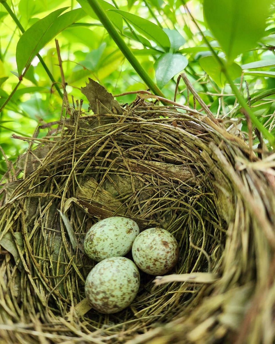 My Mom sent me a pic of their first backyard nest of the season! (Photo Credit: My Dad ❤️)
#nest #nesting #eggs #birdworld #conversetx #converse #texas #birding #birdlife #birdloversclub #birdlovers #birdwatchersdaily #birdwatcher #birdsonearth #birdwatchers #birdlove