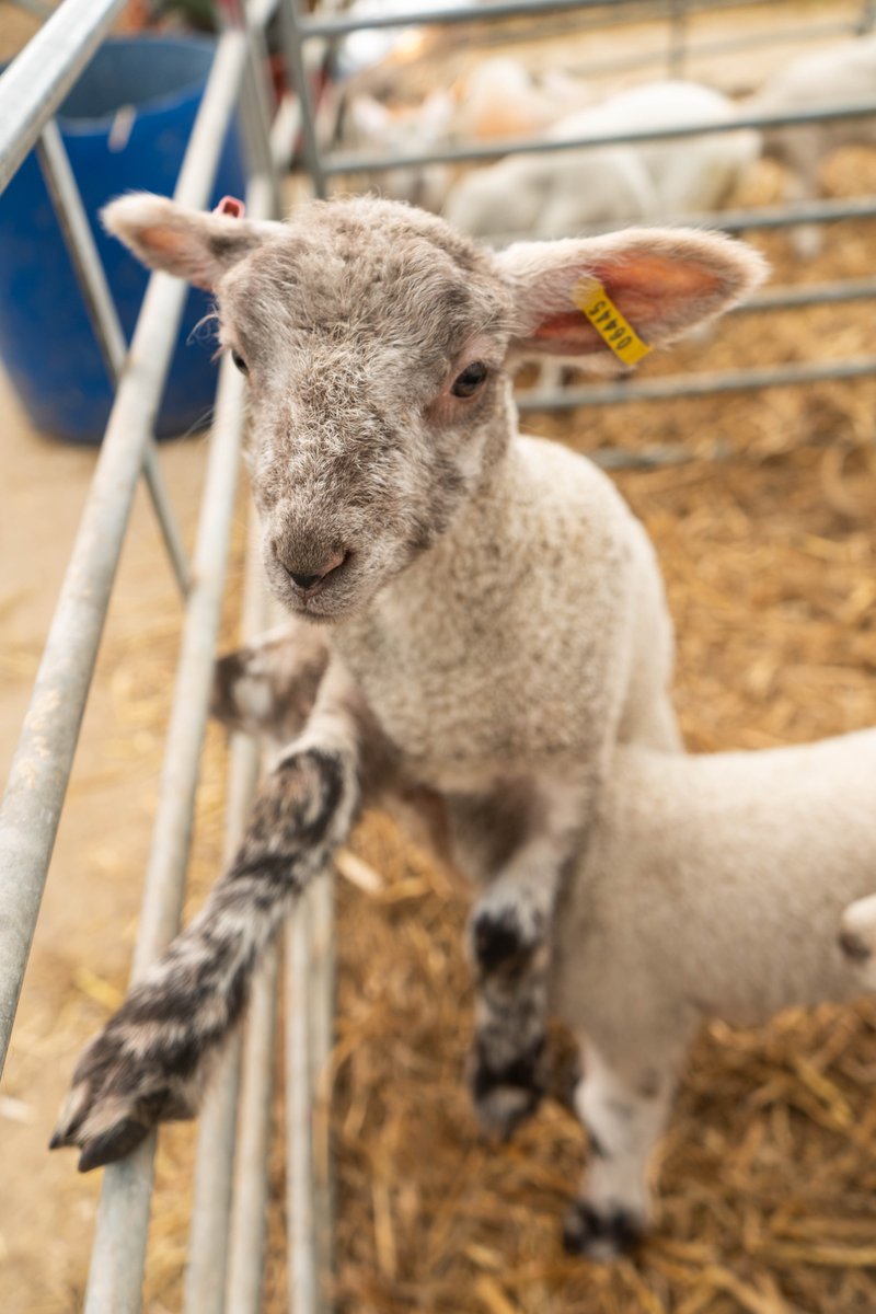 Happy Easter from all of us at Askham Bryan College! 🐣🐑 #askhambryancollege #easter #landbased #agriculture #lambs #lambing