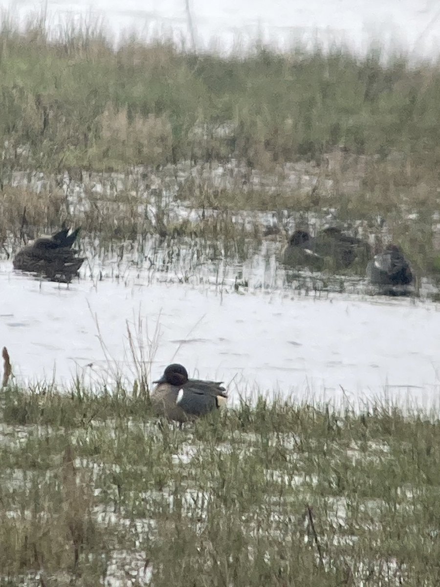 Good scope views of the Green winged Teal at Seasalter this afternoon 😊