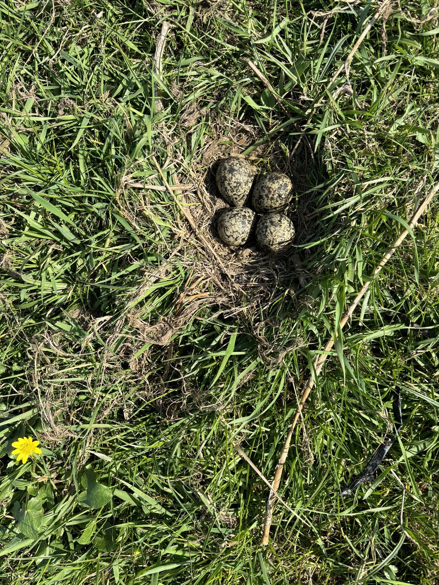 CrPierik's tweet image. De ‘kievit’ laat zich volop zien, volop horen….. enkelen die het zien en er naar luistert. Blijft prachtig. Zien, horen, ruiken …..🙏 #weidevogels #kievitsbloemen #Nieuwleven