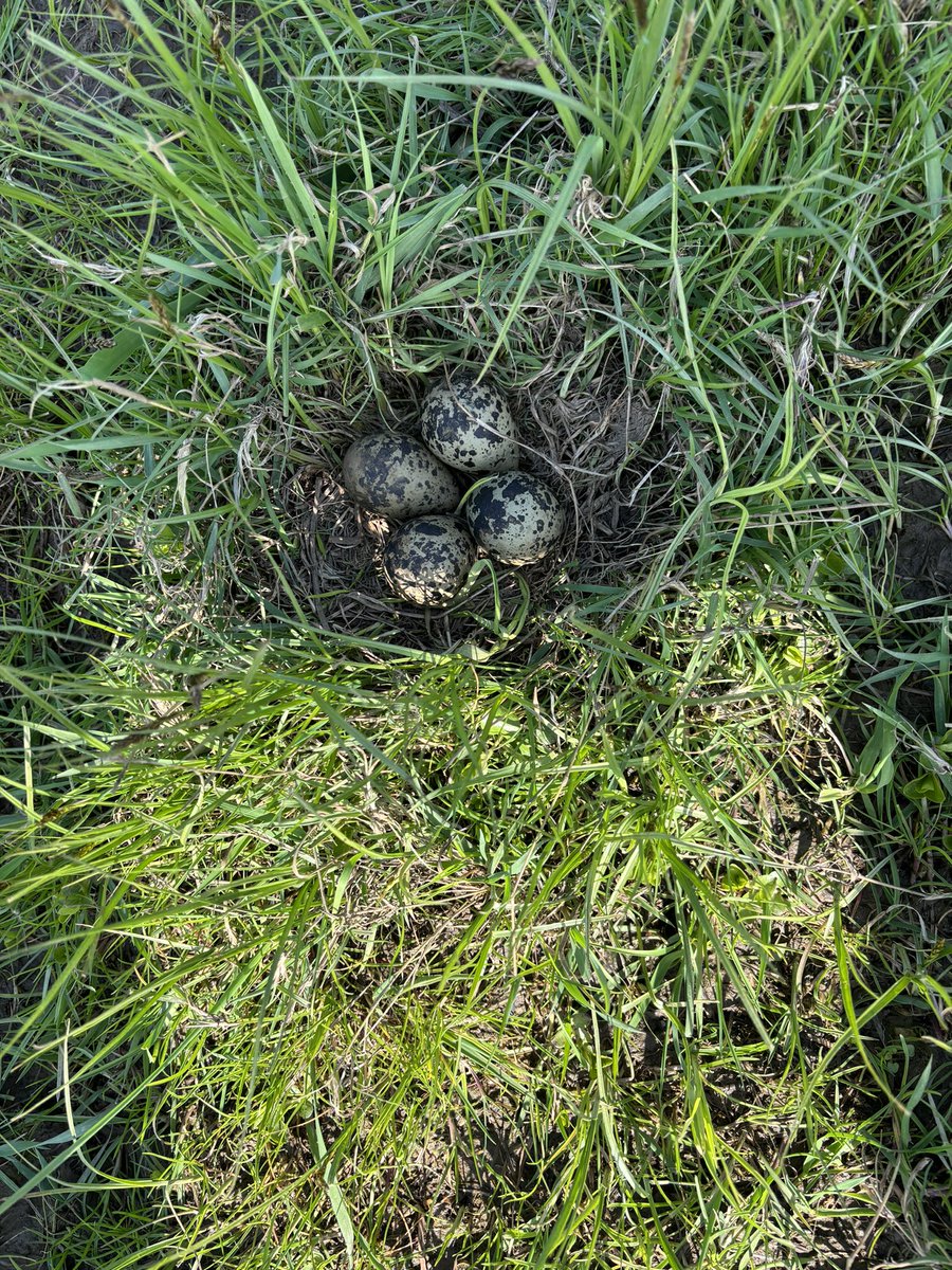 CrPierik's tweet image. De ‘kievit’ laat zich volop zien, volop horen….. enkelen die het zien en er naar luistert. Blijft prachtig. Zien, horen, ruiken …..🙏 #weidevogels #kievitsbloemen #Nieuwleven