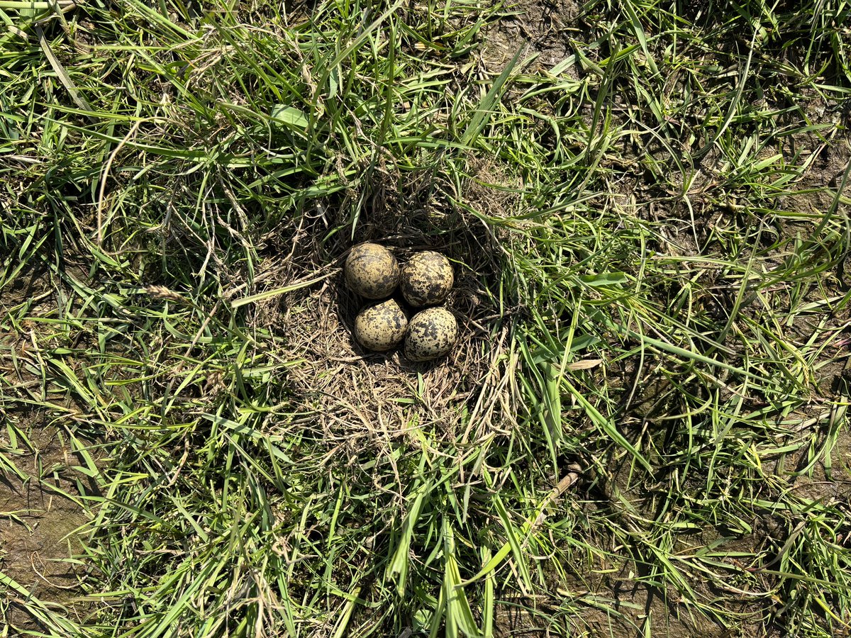 CrPierik's tweet image. De ‘kievit’ laat zich volop zien, volop horen….. enkelen die het zien en er naar luistert. Blijft prachtig. Zien, horen, ruiken …..🙏 #weidevogels #kievitsbloemen #Nieuwleven