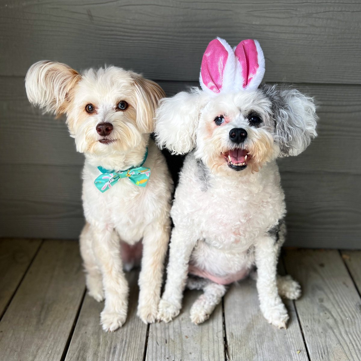 Happy Easter! 🐰🐣

#easter2024 #HappyEaster #EasterSunday #dogsoftwitter