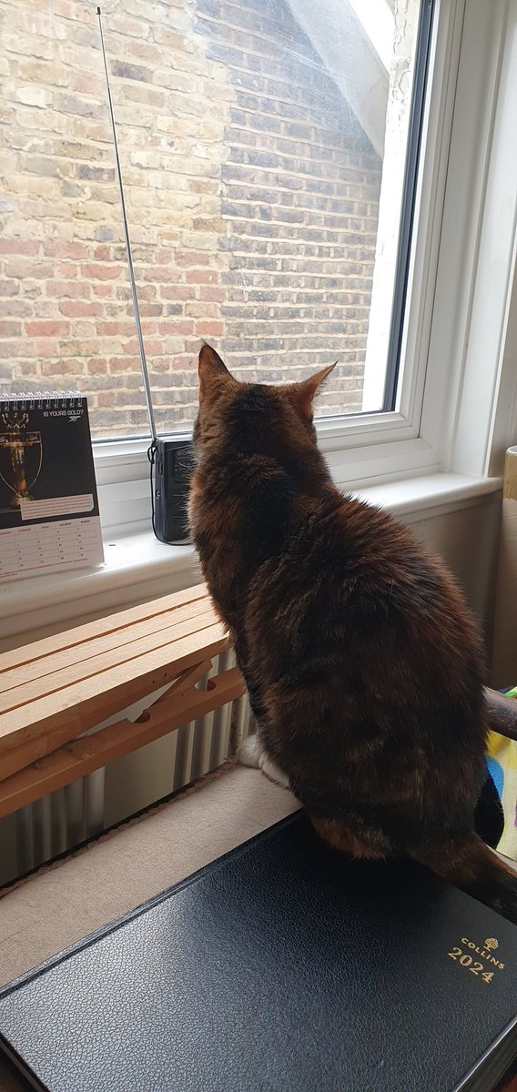 Little Paws enjoying Ravel's Bolero, on #ClassicFM as it counts down the #top300.