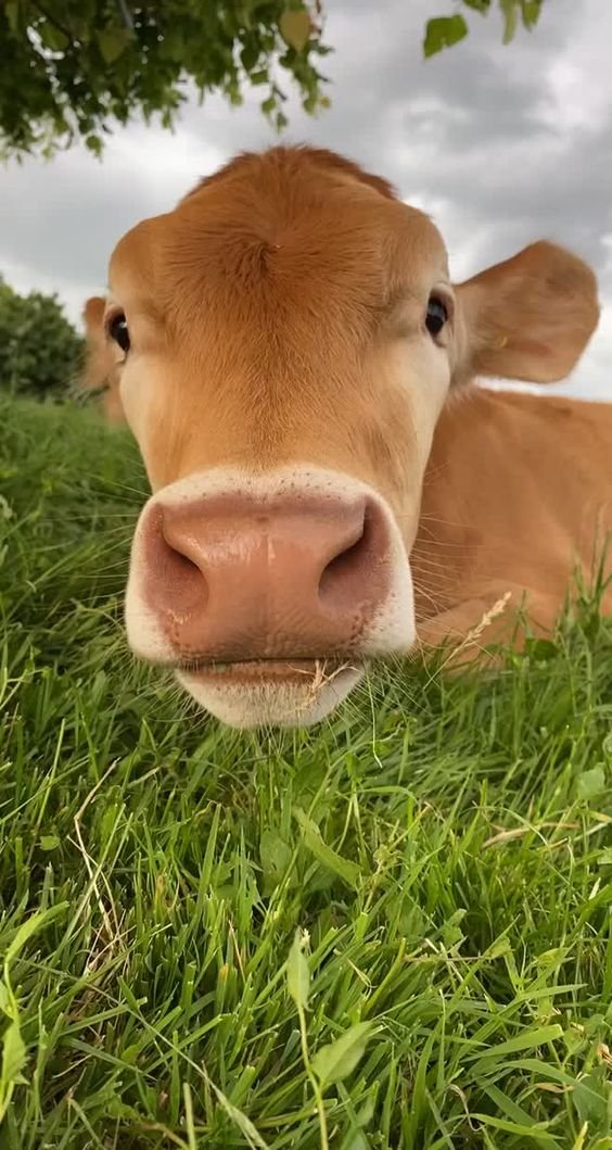 Without the cows we have nothing. Cows are power. Cows are life. Cows are the best.

- Beef
- Milk
- Cheese
- Yogurt
- Soap
- Body wash
- Face cleanser
- Healthy soil

Cows are good for the planet.