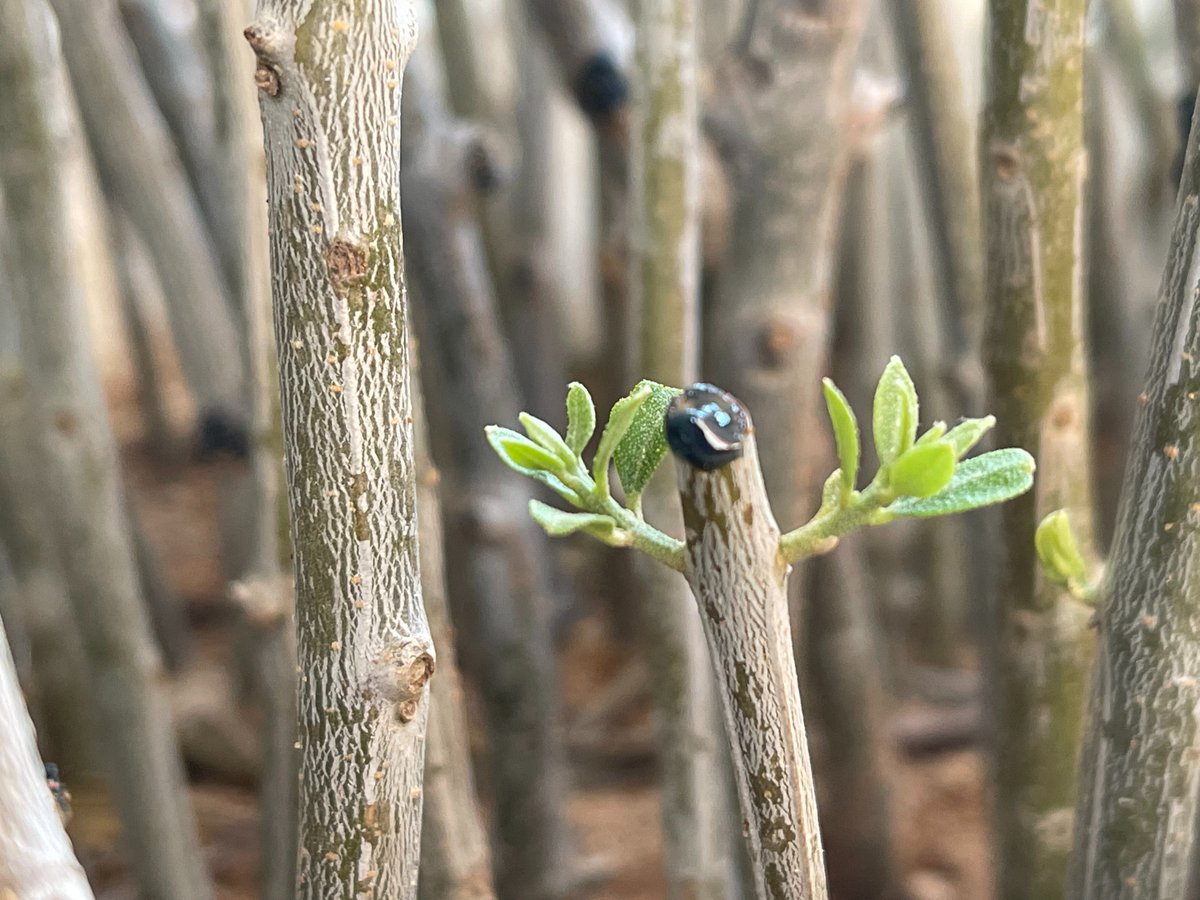 New season, new hopes..
Our efforts to produce seedlings from the branches of the olives we pruned for the first time this year have started to bear fruit.🌿

It is very exciting to see the first sprouts. 
This year, we are experimenting with around 2,400 branches in 3 different