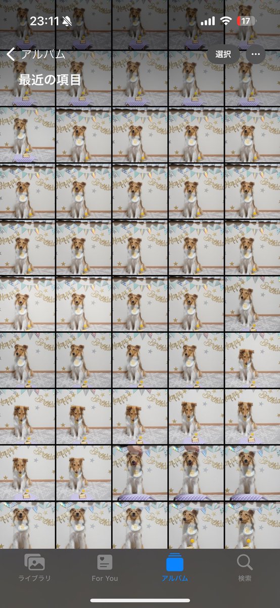 girqsol_'s tweet photo. 本日は愛犬のお誕生日なのですが、パーティ終わったあとのカメラロールがかわいいで溢れていて幸せ https://t.co/AcXV9hgIm3