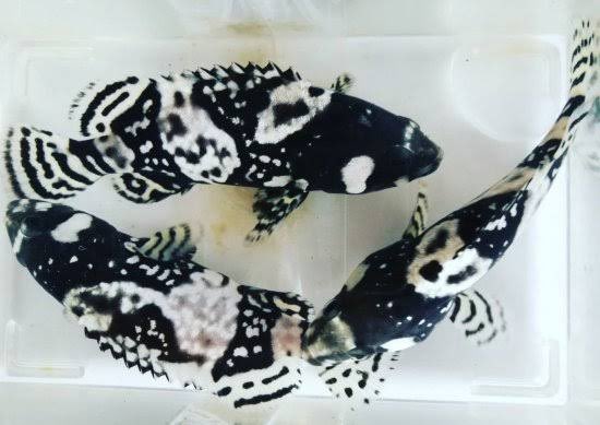 タマカイの幼魚の模様可愛い。