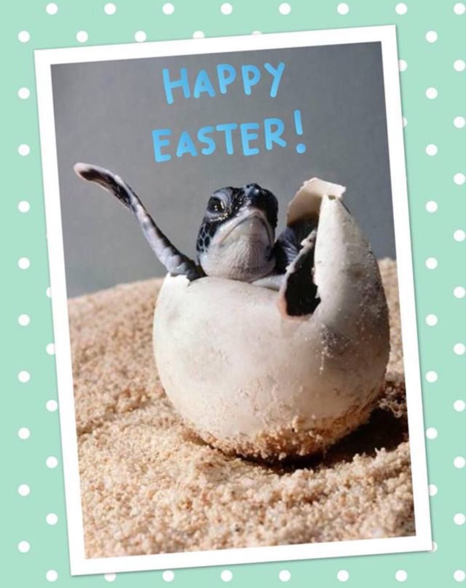 Happy Easter from National Save the Sea Turtle Foundation! #HappyEaster #seaturtle #education #awareness #protection #savetheseaturtles #seaturtlelove #NSTSTF #extinctionisforever