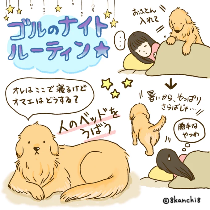 ゴルのナイトルーティン★
4つたまったのでまとめて再掲💤
おやすみなさーい!!
#ゴールデンレトリバー
#犬のイラスト 