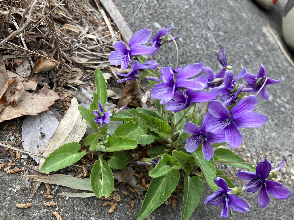今日はコンクリートの細い割れ目に生きるスミレを見つけました。
助け出してあげたいけど、助けたら助けたダメージで死んでしまうかもと思って写真だけ撮りました。