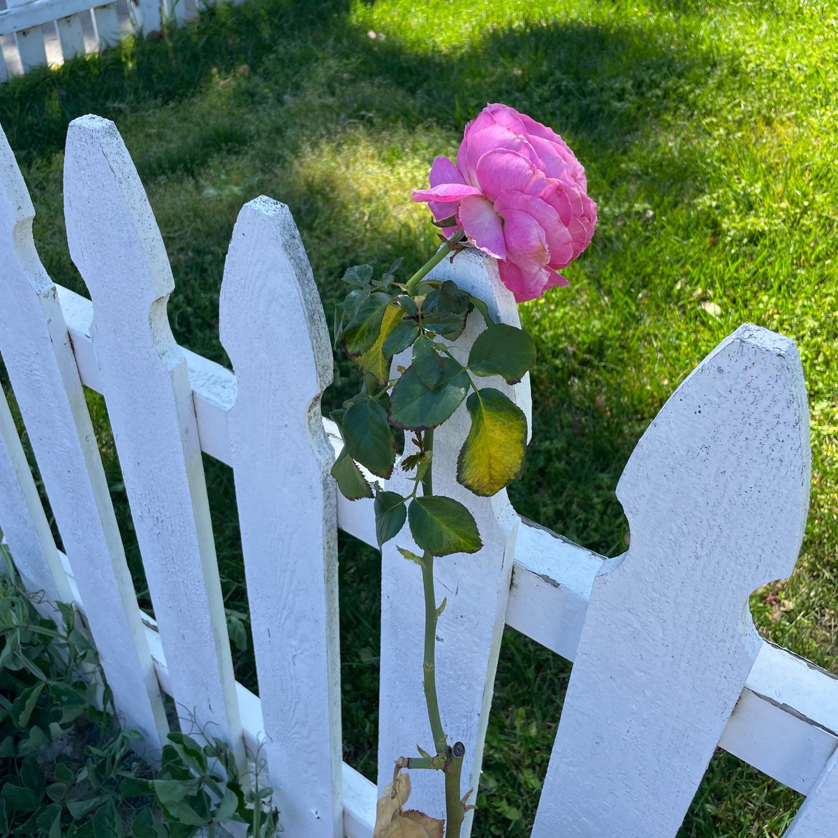 courtneyellis's tweet photo. In her grief, Mary Magdalene didn’t recognize the resurrected Christ.

She thought he was the gardener.

Then he called her by name.

Happy Easter, my friends!

When we fail to recognize Jesus because of our sorrows, he is faithful to reveal himself to us, too.

He is alive! https://t.co/1YVSAduyOw